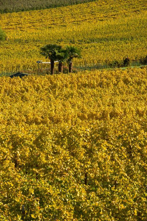 Weingut Wolkanhof 아피아노 술라 스트라다 델 비노 외부 사진